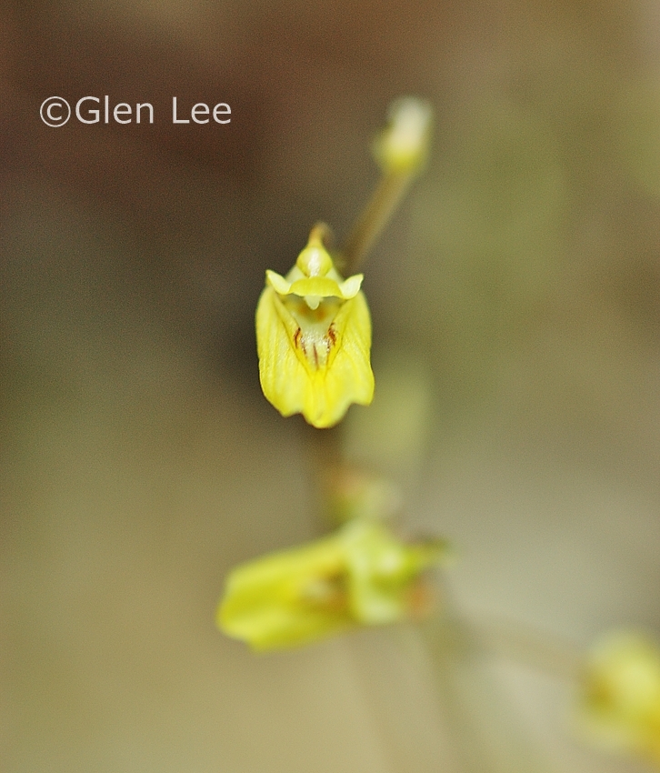 Utricularia minor photos Saskatchewan Wildflowers